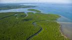 Rainforest and mangroves in a estuary in Malaysia 