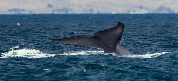 Ballena azul 