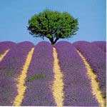 lavanda_plantacion-7